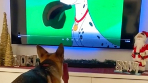 Illustration : "Une chienne Berger Allemand imite Pongo, des « 101 Dalmatiens », pour s'amuser ! (vidéo)"
