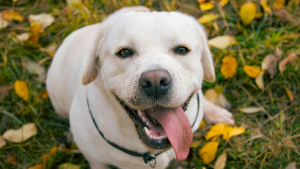 Illustration : "10 petits secrets et anecdotes pour mieux connaître les Labradors Retrievers"