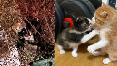 Illustration : Cachés dans un buisson, 2 chatons courent vers des passants dans l'espoir d'être sauvés