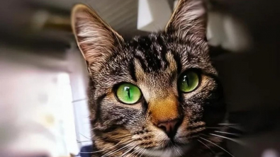 Illustration : 12 chats et chiens dont les particularités physiques les rendent encore plus craquants
