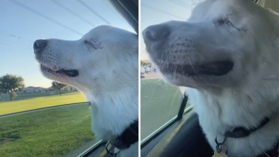 Illustration : "Vidéo : la réaction de cette chienne aveugle comprenant qu'elle sort dans son endroit préféré émeut aux larmes"
