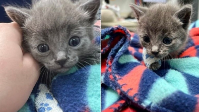 Illustration : "Blessé aux pattes par une tondeuse à gazon, ce chaton est la définition parfaite de « miraculé » !"