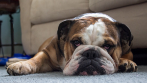 Illustration : "Norvège : vers la fin des élevages de Bulldogs Anglais et de Cavaliers King Charles Spaniel "