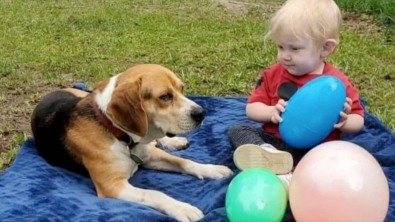 Illustration : Leur chien fugue et se fait adopter par une autre famille, qui refuse de leur rendre malgré la récompense promise