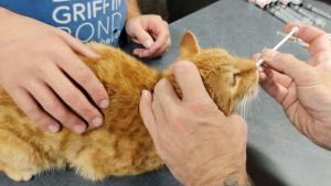 Illustration : "Opération de grande ampleur pour sauver 50 chats détenus dans des conditions déplorables"