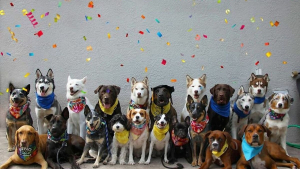 Illustration : "20 groupes de chiens semblant poser pour une photo de classe !"