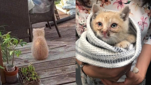 Illustration : "La belle transformation d'un chaton aux yeux couverts de croûtes découvert en pleurs dans un jardin"