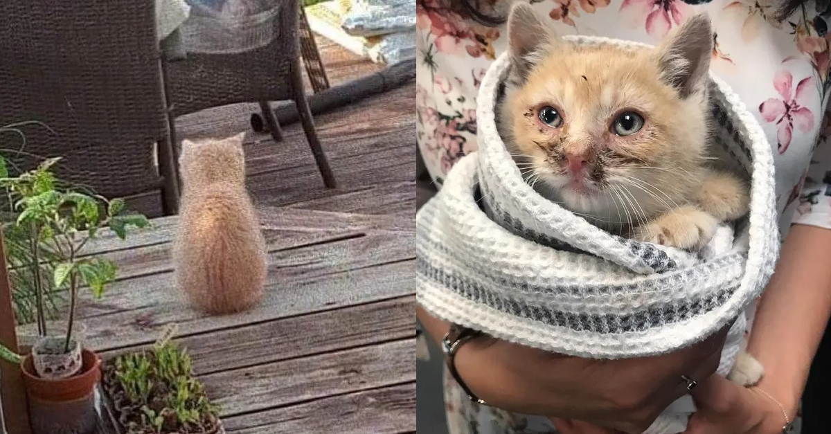 La Belle Transformation D Un Chaton Aux Yeux Couverts De Croutes Decouvert En Pleurs Dans Un Jardin La Belle Transformation D Un Chaton Aux Yeux Couverts De Croutes Decouvert En Pleurs Dans Un Jardin