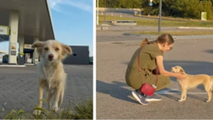 Illustration : "Une chienne errant dans une station-service court vers une femme dans l'espoir de changer de vie (vidéo)"