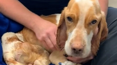Illustration : Une association remue ciel et terre pour sauver la vie d'un chien abandonné dans un état critique