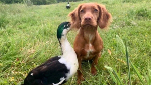 Illustration : "Une chienne et un canard nouent une amitié exceptionnelle pour toujours (vidéo)"