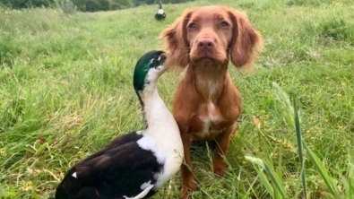 Illustration : Une chienne et un canard nouent une amitié exceptionnelle pour toujours (vidéo)