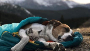 Illustration : "11 photos d'un chien et de son meilleur ami chat qui aiment voyager aux 4 coins du monde"