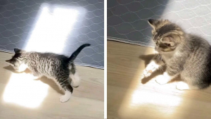 Illustration : "Vidéo : la réaction adorable d'un chaton découvrant un rayon de soleil pour la première fois de sa vie "