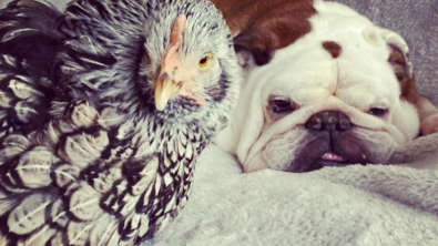 Illustration : La merveilleuse amitié entre un Bulldog Anglais et une poule comble de bonheur leur famille (vidéo)