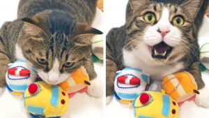 Illustration : "16 photos de chats et de chiens qui gardent leurs jouets comme des trésors"