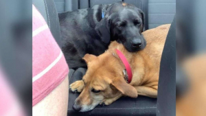 Illustration : "En ami fidèle, ce Labrador Retriever a trouvé le moyen d'apaiser une chienne anxieuse en voiture"