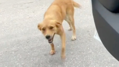 Illustration : En vacances, elle ressent un coup de foudre pour une chienne errante et fait tout pour la rapatrier (vidéo)