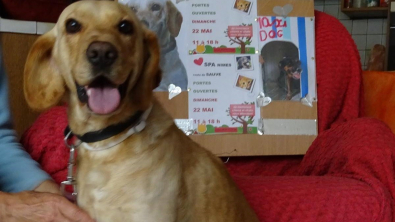 Illustration : Abandonné, affamé et malade, ce chien entame un nouveau chapitre de sa vie en tant que mascotte d'un quartier