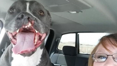Illustration : Une Pitbull avec la mâchoire déformée trouve le véritable amour après 3 abandons