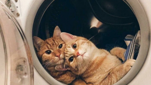 Illustration : "20 photos de chats dont le charme unique les rend irremplaçables"