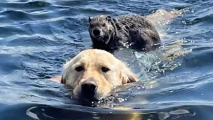 Illustration : "Un Golden Retriever amoureux de natation partage un instant magique et étonnant avec une marmotte"