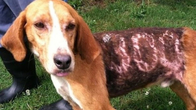 Illustration : Un chien de chasse négligé et marqué du numéro 300 trouve enfin l'aide qu'il n'osait plus espérer