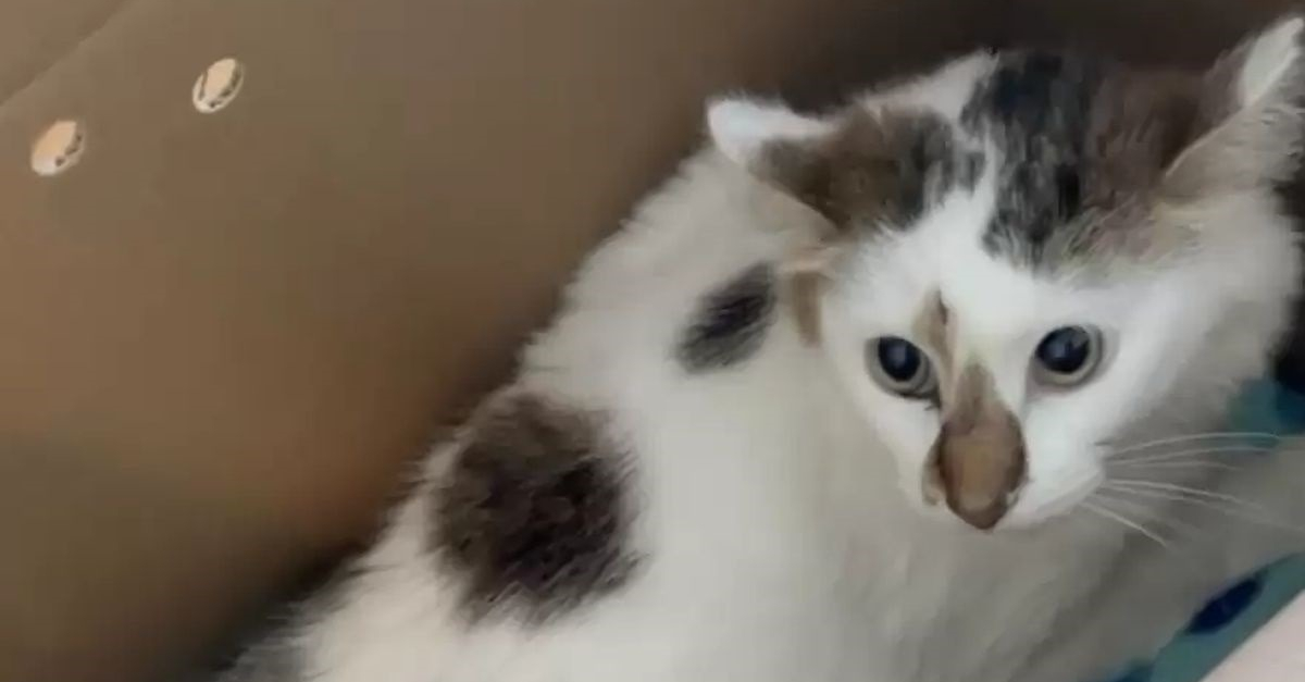 Fraîchement adoptée, une chatte timide change d'attitude en réalisant ...