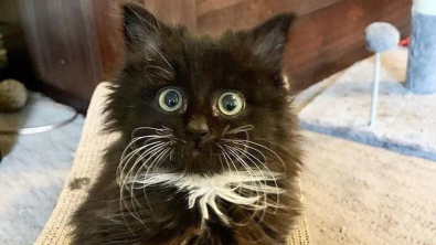 Illustration : Un chaton de 5 semaines orphelin dont la vie ne tient qu'à un fil a fait la rencontre de sa vie