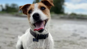 Illustration : "20 chiens qui profitent allègrement des joies de la plage"