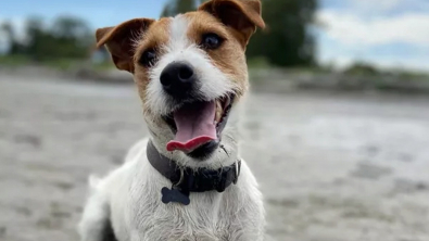 Illustration : "20 chiens qui profitent allègrement des joies de la plage"