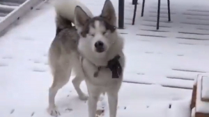 Illustration : "La joie émouvante d'un chien aveugle qui découvre la sensation de la neige pour la première fois (vidéo)"