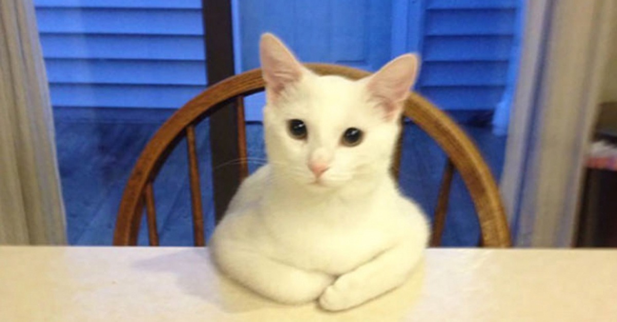 20 photos drôlissimes de chats qui agissent de manière illogique