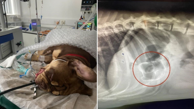 Illustration : "Un vétérinaire décide d'opérer en urgence ce chien après avoir fait la découverte d'un objet stupéfiant dans son estomac"