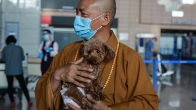 Illustration : "Découvrez l'histoire de ce moine bouddhiste qui a dédié près de 30 ans de sa vie au sauvetage des chiens et chats errants"