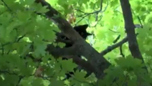 Illustration : "En attendant les secours, il passe la nuit sous la pluie pour réconforter son chat senior coincé dans un arbre"