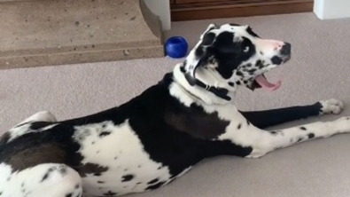 Illustration : Un Dogue Allemand avale un jouet qui lui endommage les intestins et provoque d'inévitables flatulences (vidéo)