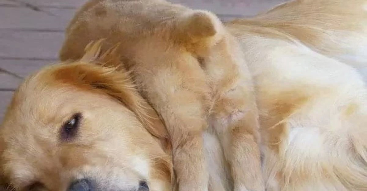 16 touching portraits of female dogs who pamper their little ones