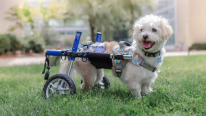 Illustration : "« Quand il a eu ses roues, il était plus heureux » : un petit chien abandonné et paralysé retrouve la joie de vivre"