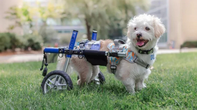 Illustration : « Quand il a eu ses roues, il était plus heureux » : un petit chien abandonné et paralysé retrouve la joie de vivre