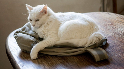 Illustration : 10 photos de chats et de chiens ayant de drôles de manières pour occuper leur temps libre