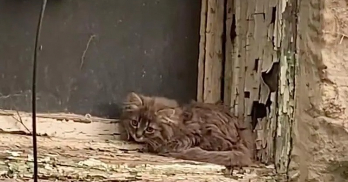 J Ai Vu Ce Chaton Trembler Et Fige Par La Peur Une Femme Donne Une Chance A Un Jeune Chat En Detresse