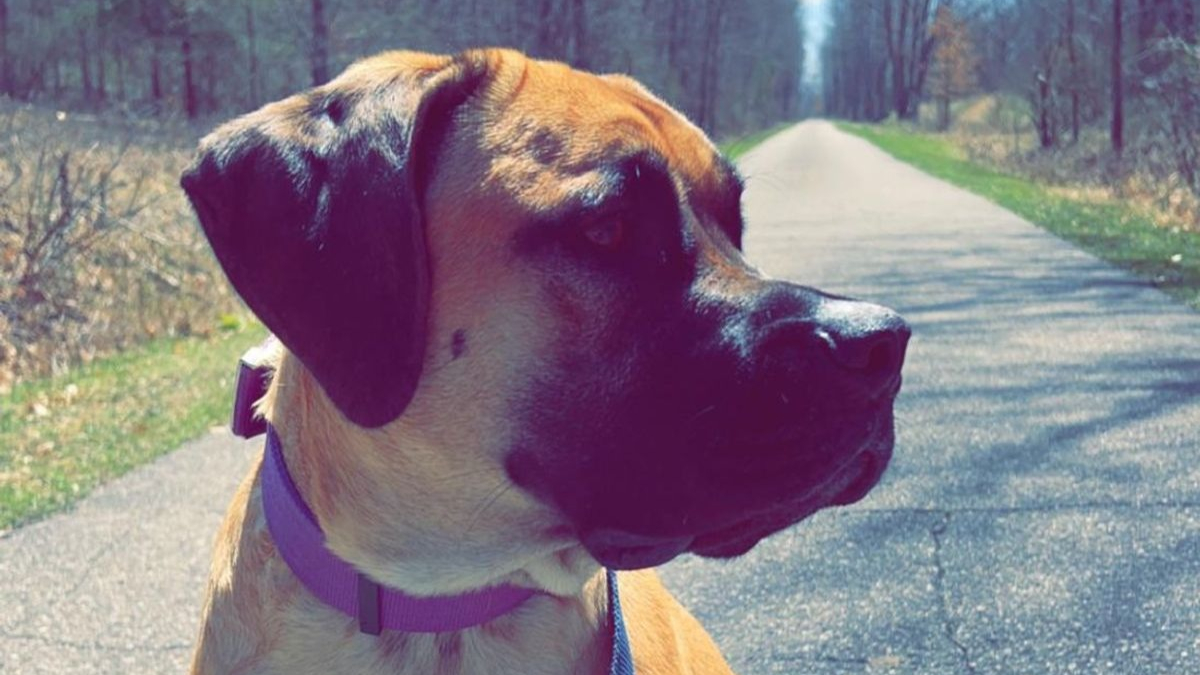 20 photos de Mastiffs qui ont tout pour gagner le coeur des amoureux