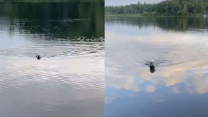 Illustration : "Vidéo : le rituel quotidien de ce Golden Retriever est aussi amusant qu'attendrissant"