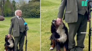 Illustration : "En quête d'attention, le chien du président irlandais lui vole la vedette lors d'une interview télévisée ! (Vidéo)"