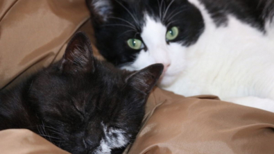 Illustration : "2 chats sauvés d'une mort certaine et liés d'amitié inspirent leur bienfaitrice à devenir spécialiste du comportement félin"