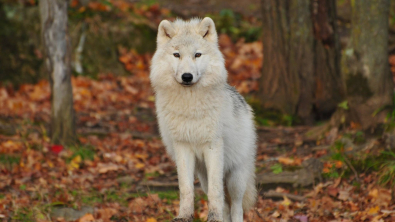 Illustration : Ses amis affirment que son chien ressemble à un loup : elle réalise un test ADN pour en avoir le cœur net