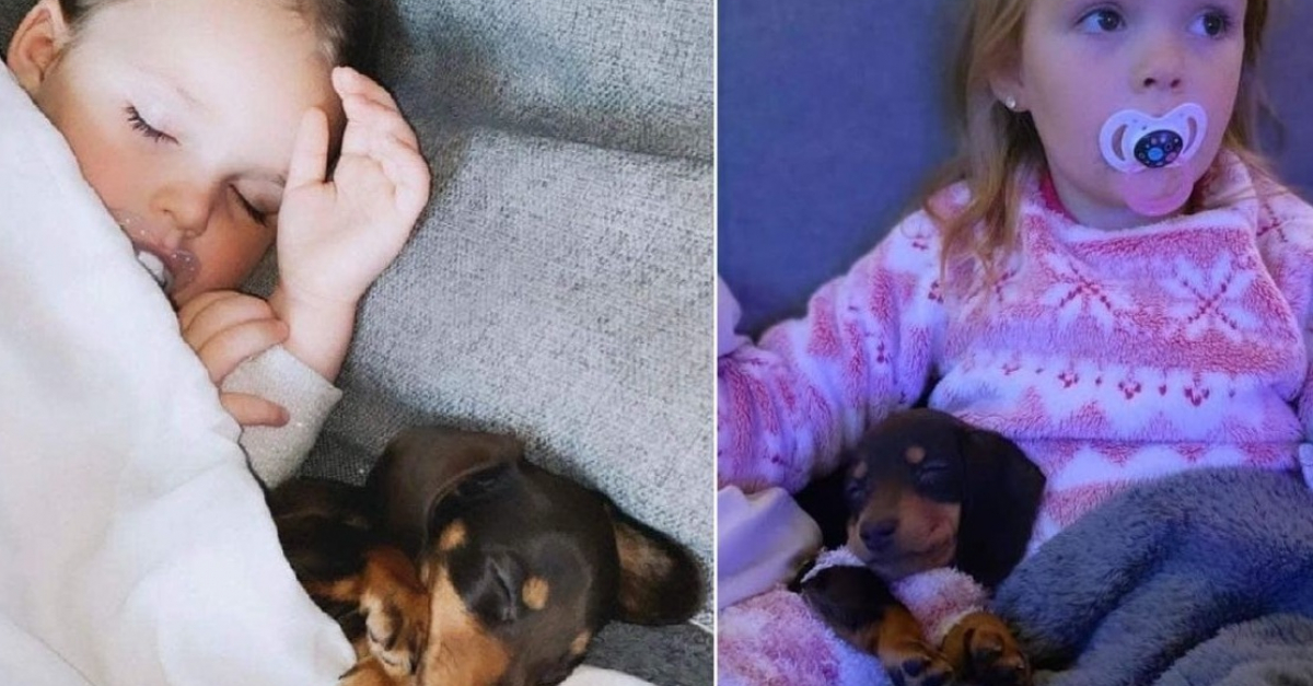 Photos de ShÃ©rifa, chienne Femelle croisée Teckel de 4 mois