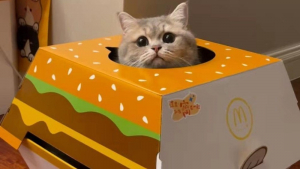 Illustration : "Pour l'achat d'un menu chez McDonald's, des clients sont repartis avec une maison pour chat !"