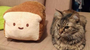 Illustration : "20 photos de chats dont la posture préférée est celle du « pain de viande »"